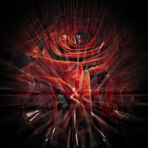 Latin Roses